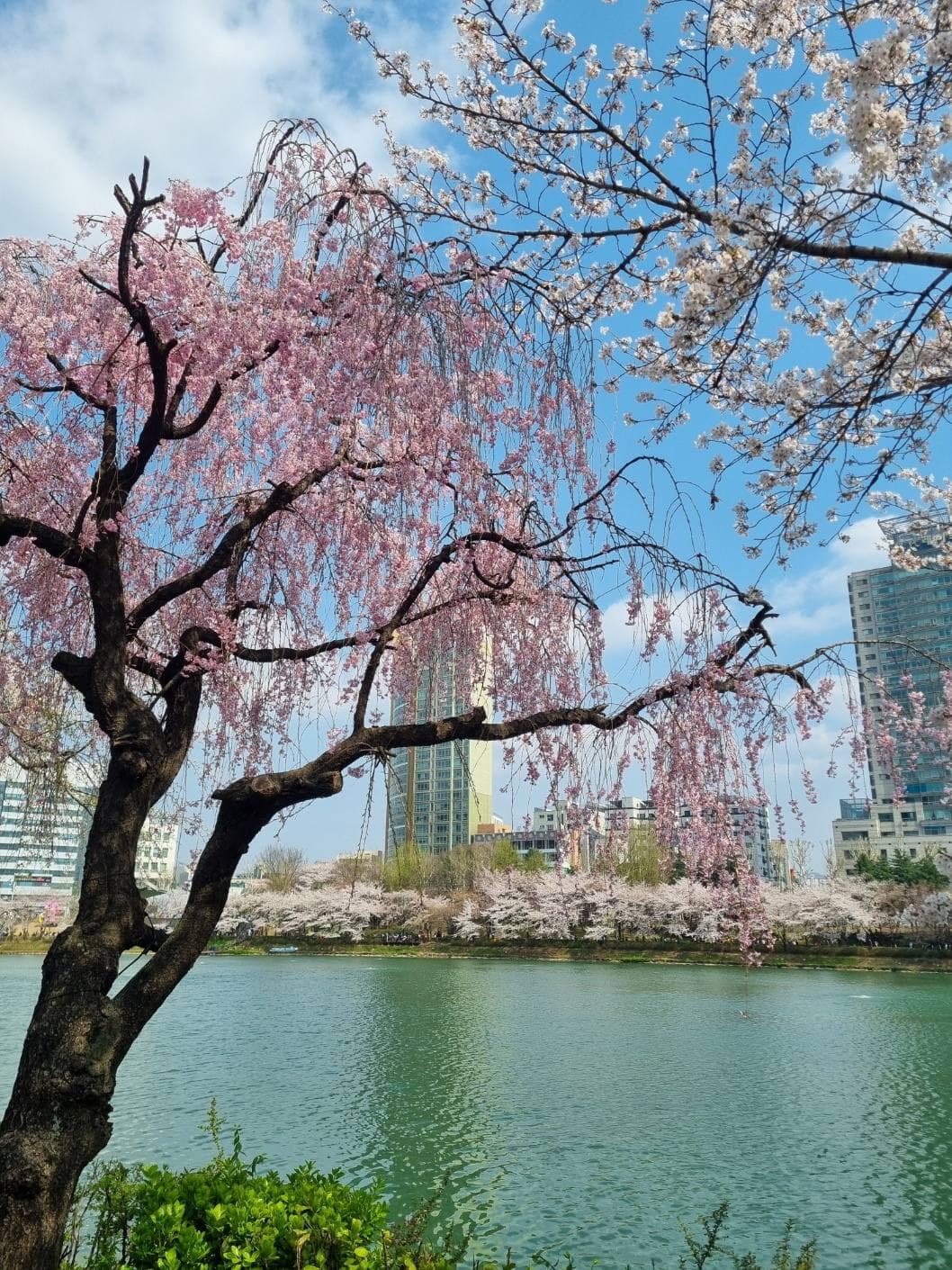 내 폰 안에 있는 아름다운 사진
